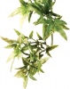 Фото товара Растение Hagen Croton большое (PT3020)