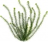 Фото товара Растение пластиковое Tetra Anacharis Элодея 5 см (606241 /606135)