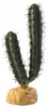 Фото товара Растение Hagen Finger Cactus (PT2983)