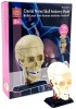 Фото товара Набор для исследований Edu-Toys Модель черепа с нервами сборная, 9 см (SK010)
