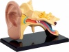 Фото товара Набор для исследований Edu-Toys Модель анатомия уха сборная 7,7 см (SK012)