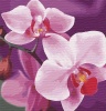 Фото товара Рисование по номерам Идейка Волшебная орхидея (KHO3105)
