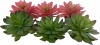 Фото товара Декорация AquaDella Суккуленты 14x12,5x9,2 см зеленый/красный (242/465851)