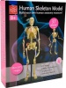 Фото товара Набор для исследований Edu-Toys Модель скелета человека 24 см (SK057)