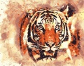 Фото Рисование по номерам Strateg Огненный тигр (DY128)