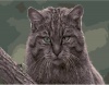 Фото товара Рисование по номерам Strateg Дикая кошка (DY177)