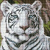 Фото товара Набор для творчества Идейка Алмазная мозаика без подрамника Бенгальский тигр (AMC7681)