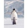 Фото товара Пазл EuroGraphics Пингвин с пингвиненком (6000-1246)