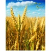 Фото товара Тетрадь в клетку Mizar+ A4 192л. Мой дом Пшеничное поле (Ц262011У)