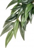 Фото товара Растение шелковое Hagen Ruscus среднее (РТ3041)