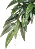 Фото Растение шелковое Hagen Ruscus среднее (РТ3041)