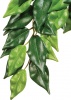 Фото товара Растение шелковое Hagen Ficus среднее (РТ3040)