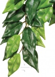 Фото Растение шелковое Hagen Ficus среднее (РТ3040)