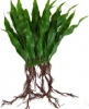 Фото товара Растение пластиковое Hagen Microsorium Java 20 см (РР260)