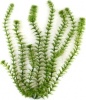 Фото товара Растение пластиковое Tetra Ambulia 11-15 см (606890)