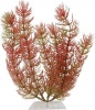 Фото товара Растение пластиковое Tetra Foxtail 11-15 см (606937)
