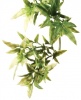 Фото товара Растение Hagen Croton маленькое (РТ3000)