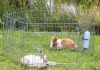 Фото товара Вольер Trixie для кроликов 60x63 см (6 секций) (6250)