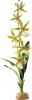Фото товара Растение Hagen Spider Orchid (РТ2991)