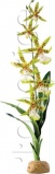 Фото Растение Hagen Spider Orchid (РТ2991)
